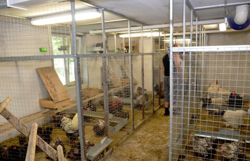 Сарай для курей Сарай для курей