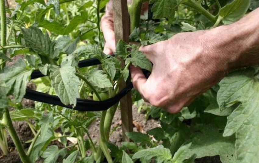 Підв'язування куща