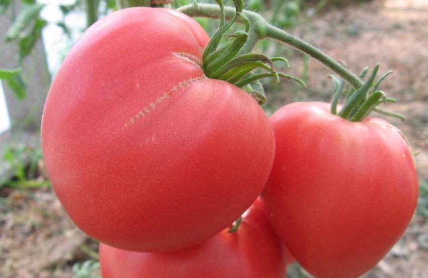 Томат сорти Бичаче серце Томат сорти Бичаче серце