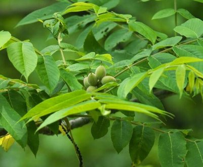 Як приготувати настоянку з маньчжурського горіха?