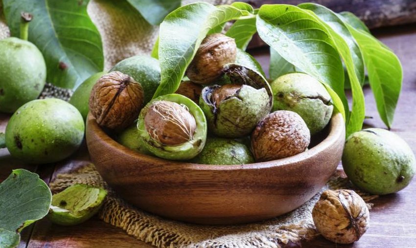 Зелені волоські горіхи Зелені волоські горіхи