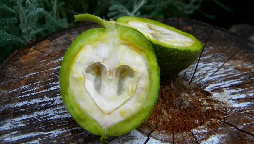 Молодий волоський горіх Молодий волоський горіх