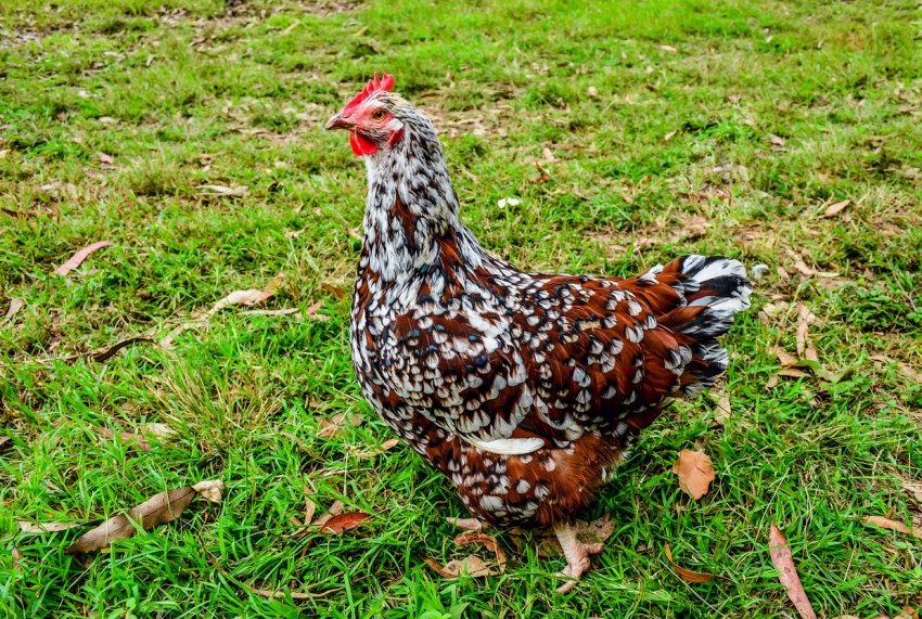 Полтавське племінне господарство переходить на вирощування кросу Кобб 500 Полтавське племінне господарство переходить на вирощування кросу Кобб 500