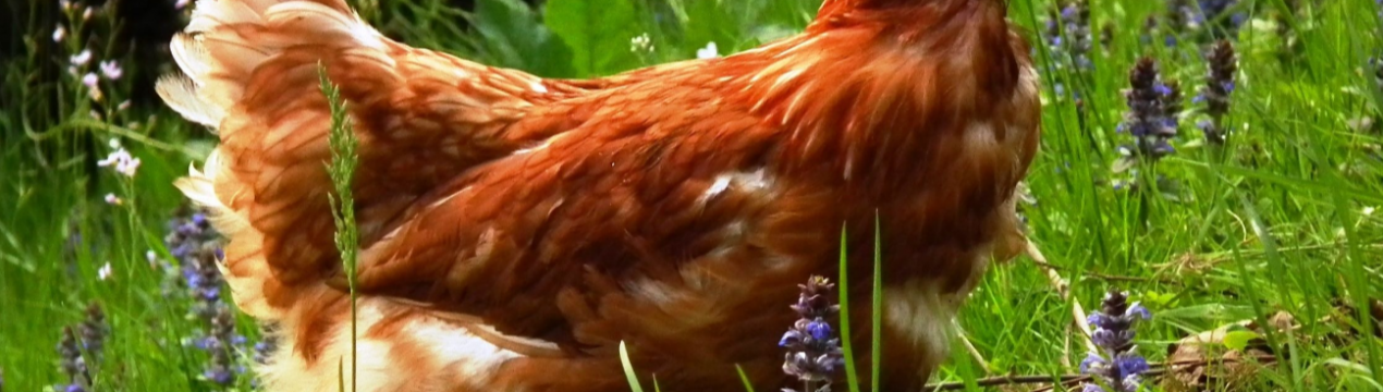 Полтавське племінне господарство переходить на вирощування кросу Кобб 500