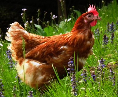 Полтавське племінне господарство переходить на вирощування кросу Кобб 500