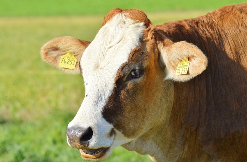 Поголів'я Самарської області зросте на десть тисяч корів