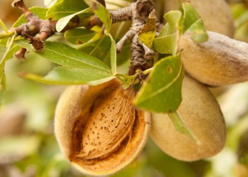 Вирощування мигдалю в Підмосков'ї: кращі сорти для регіону