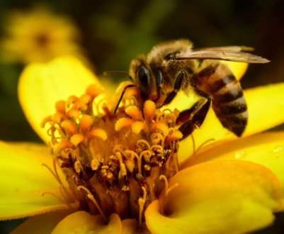 Російські бджоли подорожують цілими сім'ями в поштових посилках