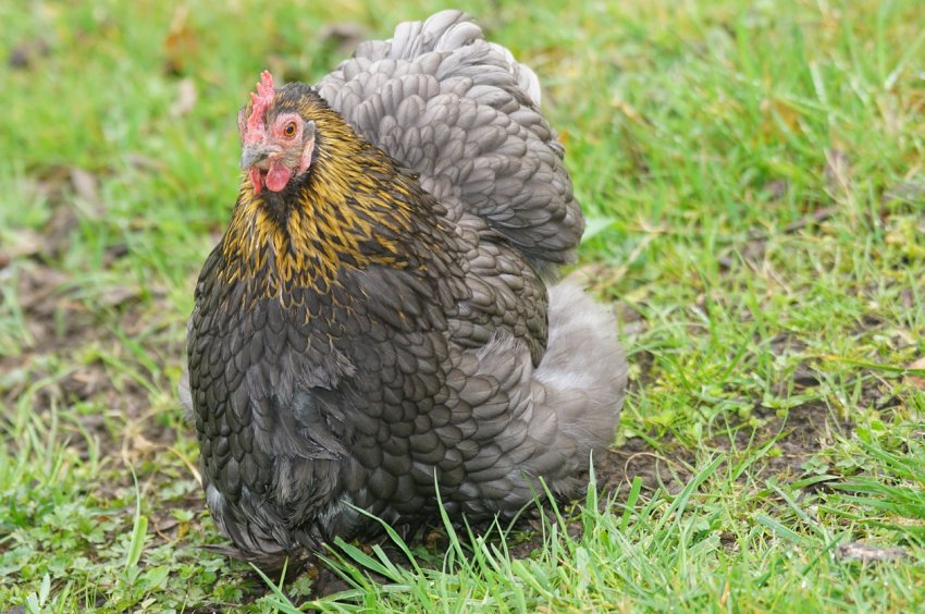 На філіппінське застілля полетять брянські, ставропольські і пензенські кури На філіппінське застілля полетять брянські, ставропольські і пензенські кури