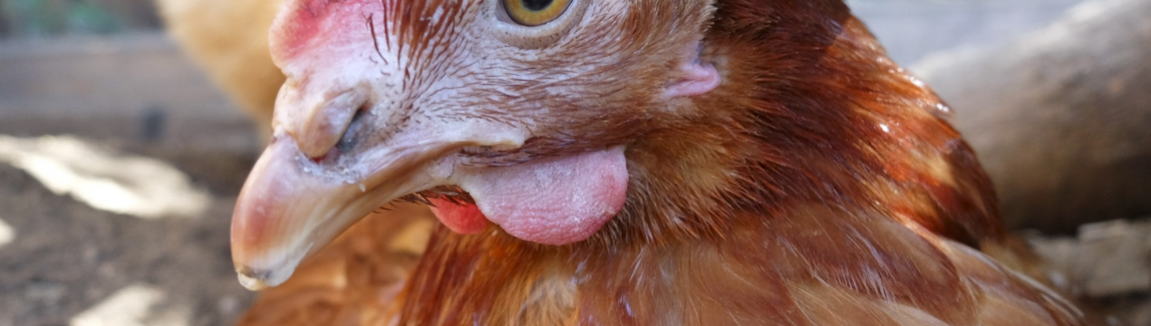 На філіппінське застілля полетять брянські, ставропольські і пензенські кури