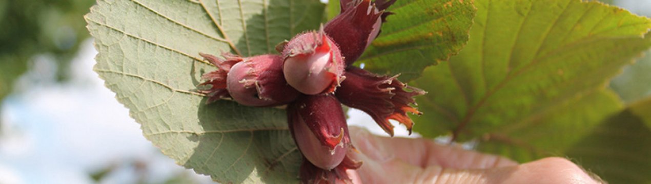 Розмноження фундука за допомогою живцювання