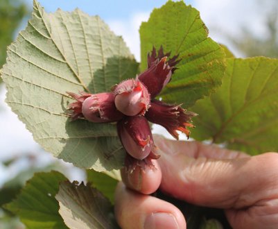 Розмноження фундука за допомогою живцювання