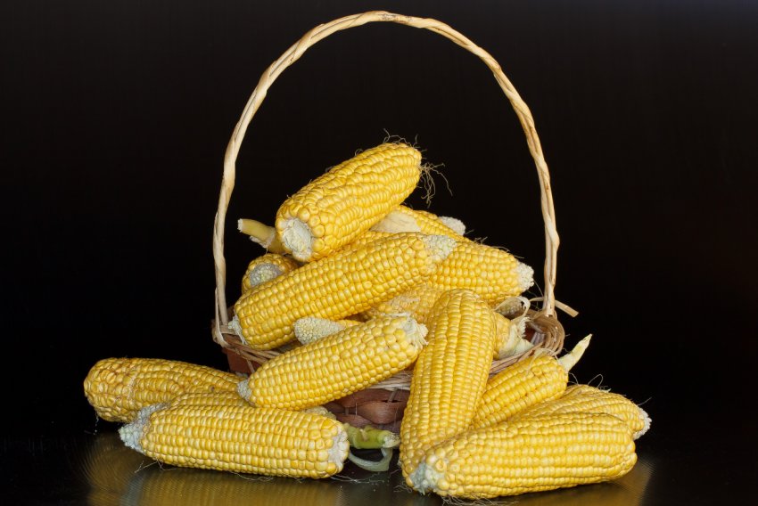 Через рік кукурудзяні та соєві показники Бразилії перейдуть на новий рівень Через рік кукурудзяні та соєві показники Бразилії перейдуть на новий рівень