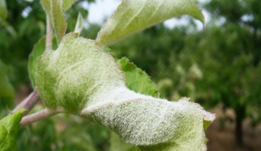 Борошниста роса на листі фундука Борошниста роса на листі фундука