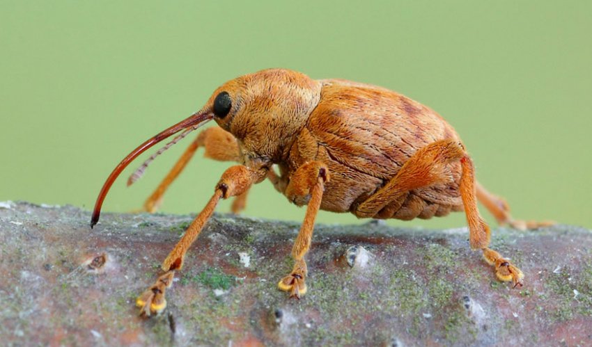 Горіховий довгоносик Горіховий довгоносик