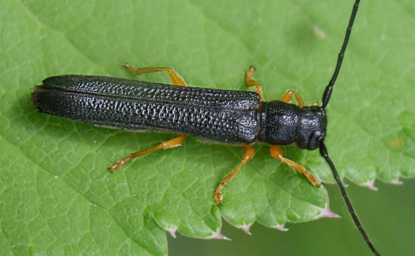 Фундуків вусань Фундуків вусань