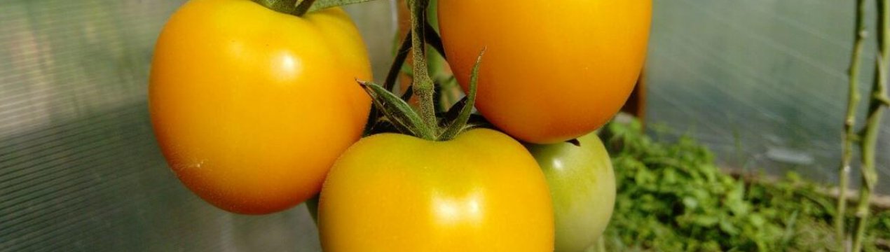 Томат Медовый Спас Отзывы Фото Урожайность