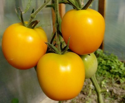 Помідори «Медовий спас»: характеристика, особливості вирощування