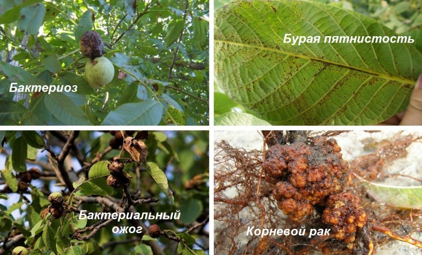 Хвороби волоського горіха Хвороби волоського горіха