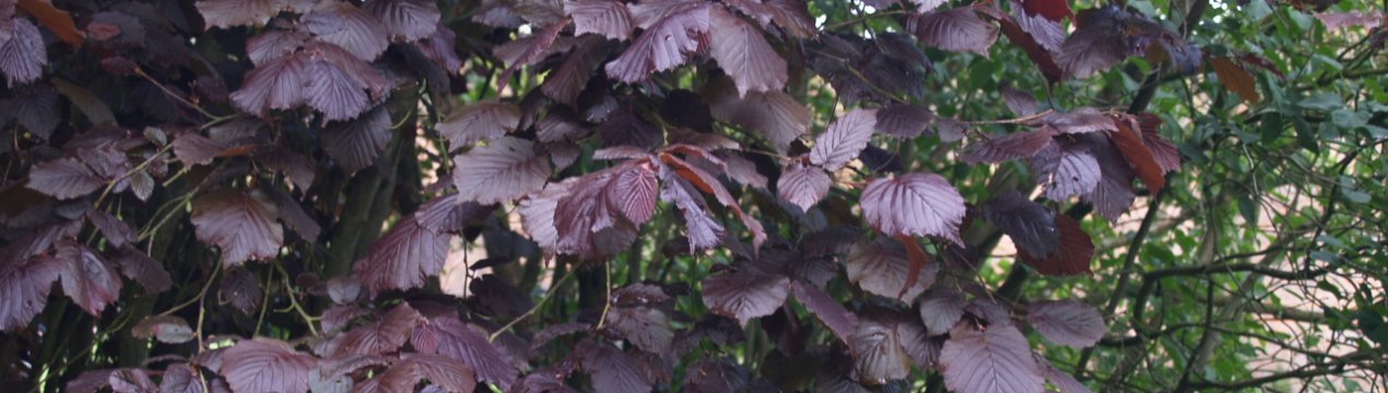 Опис ліщини Пурпурової (Purpurea): особливості вирощування та догляду