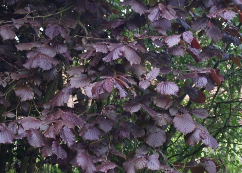 Опис ліщини Пурпурової (Purpurea): особливості вирощування та догляду