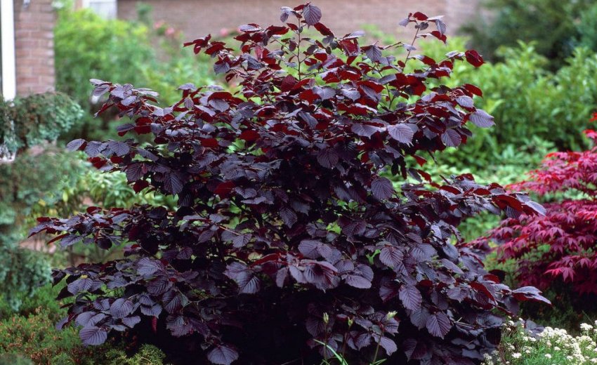 Ліщина велика максима Пурпуреа Ліщина велика максима Пурпуреа