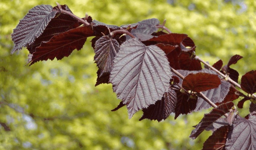 Гілочка ліщини Пурпуреа Гілочка ліщини Пурпуреа