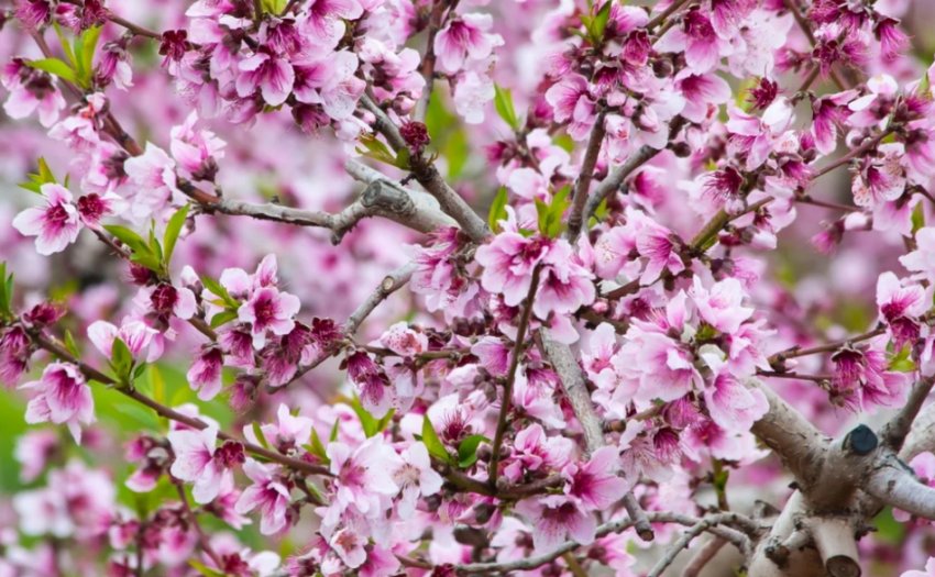 Квітучий мигдаль