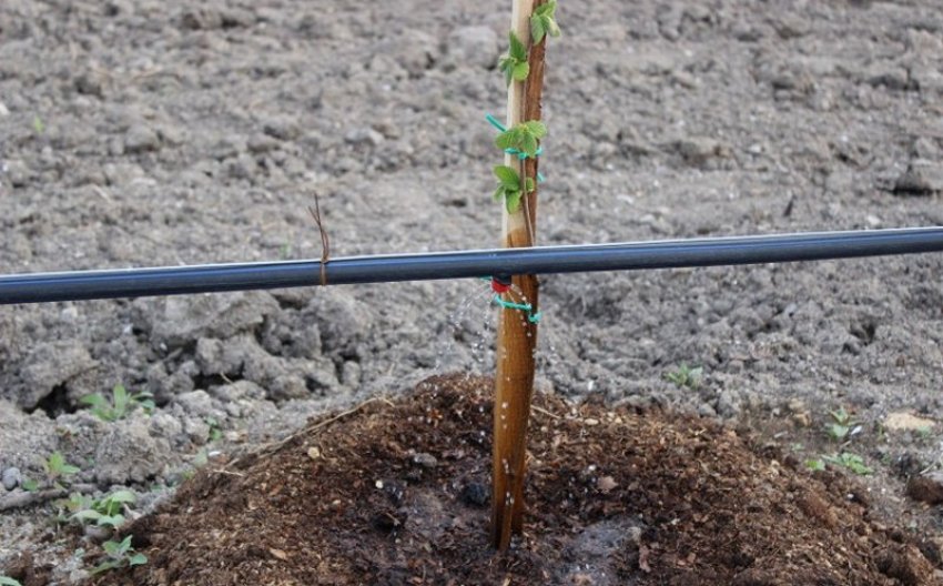 Крапельний полив фундка Крапельний полив фундка