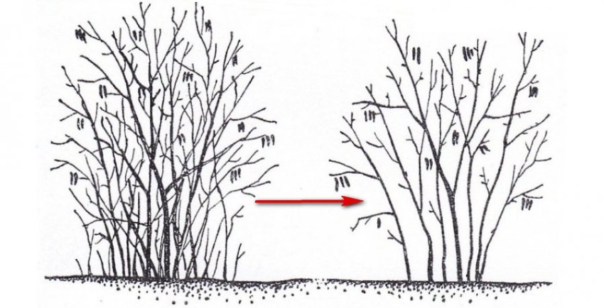 Обрізка ліщини Пурпуреа Обрізка ліщини Пурпуреа