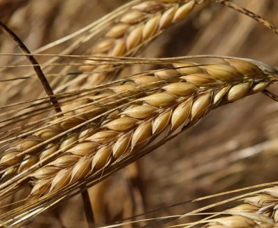 Сумські аграрії майже втричі збільшили обсяг реалізації ячменю