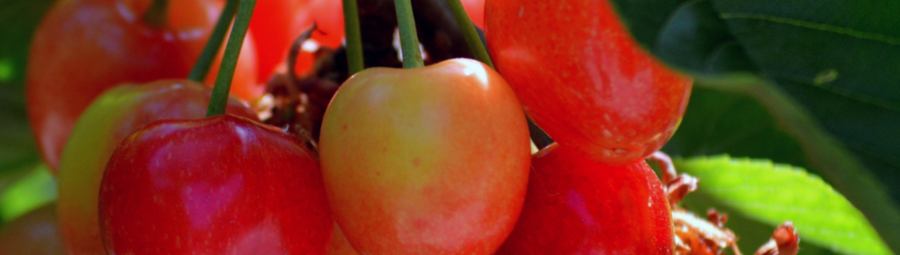 Українська черешня, вирощена в закритому грунті, може бути продана у 8 разів дорожче звичайної