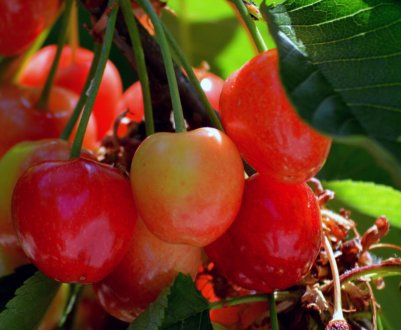 Українська черешня, вирощена в закритому грунті, може бути продана у 8 разів дорожче звичайної