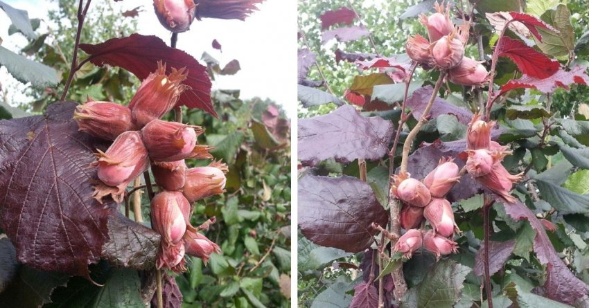 Дозрілі горіхи ліщини Пурпурової Дозрілі горіхи ліщини Пурпурової