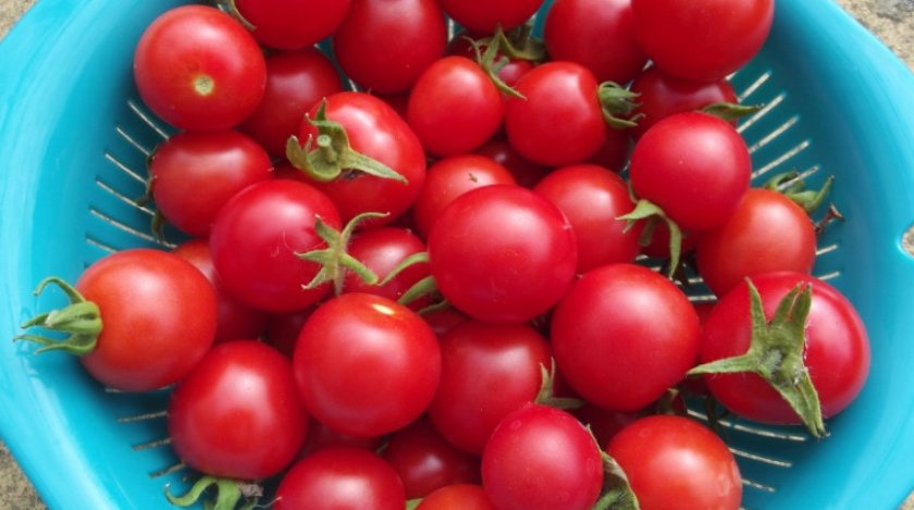 Как выращивать помидоры в домашних условиях на балконе?