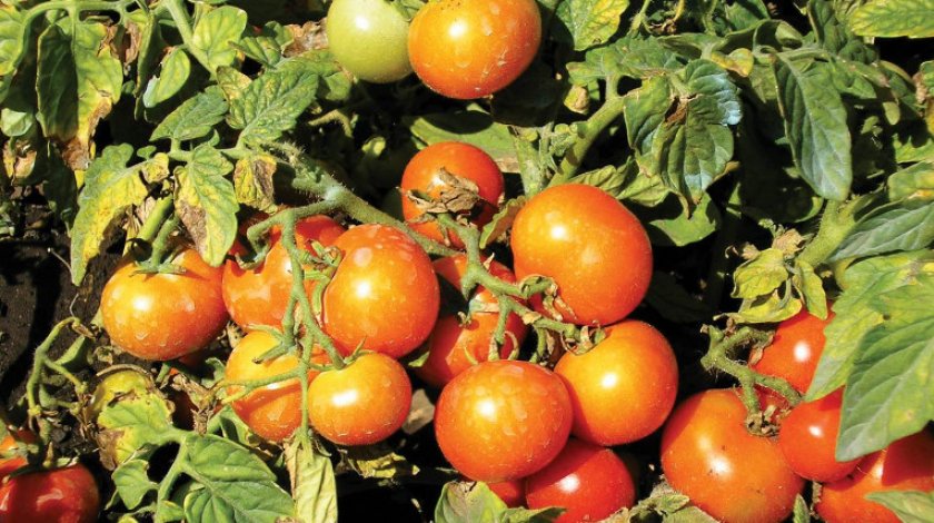 Как выращивать помидоры в домашних условиях на балконе?