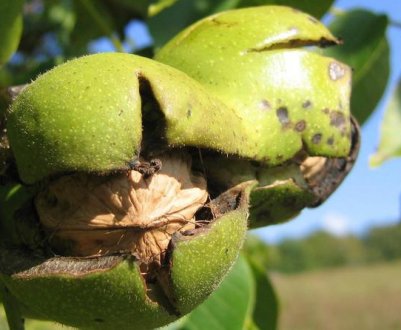 Вирощування волоського горіха з плоду в домашніх умовах і подальший догляд за ним