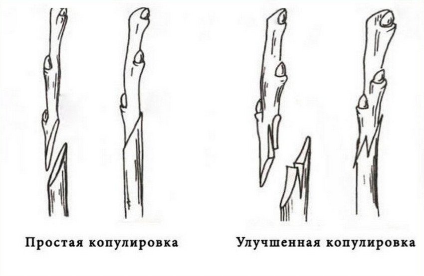 Схема копулировки ореха