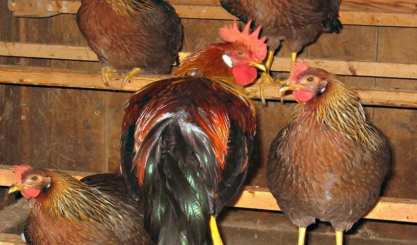 Сідала для курей