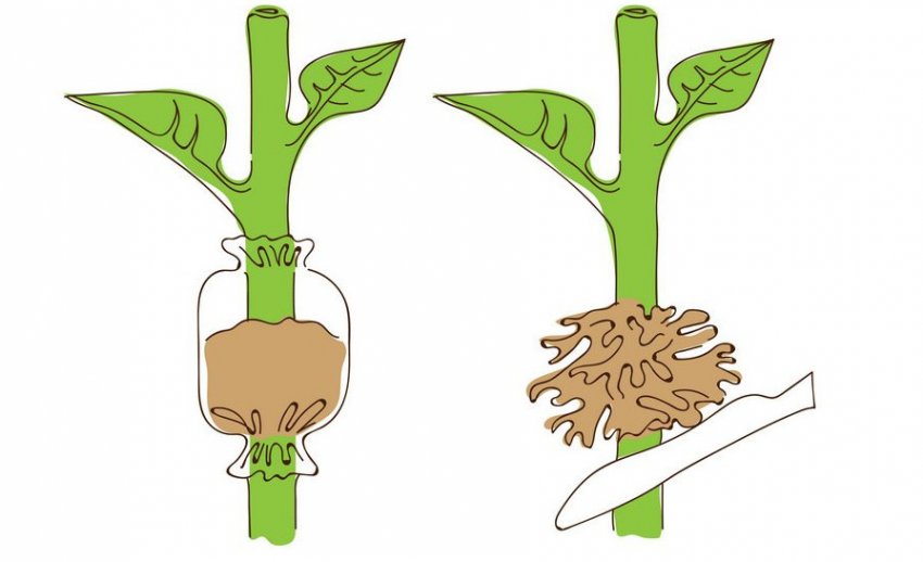 Размножение грецкого ореха воздушными отводками