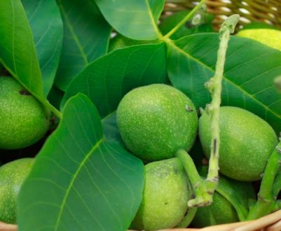 Користь і шкода зеленого волоського горіха