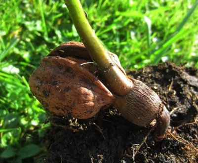 Посадка та вирощування волоського горіха