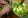 Зеленые грецкие орехи противопоказания thumbnail