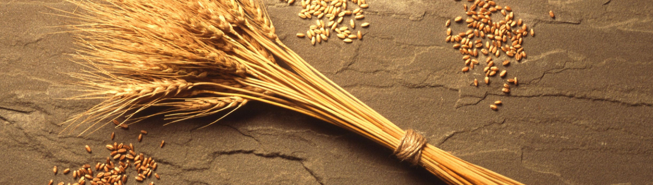 Поляки шукають в Україні постачальників органічного зерна