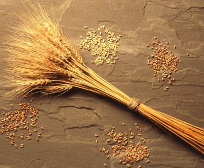 Поляки шукають в Україні постачальників органічного зерна