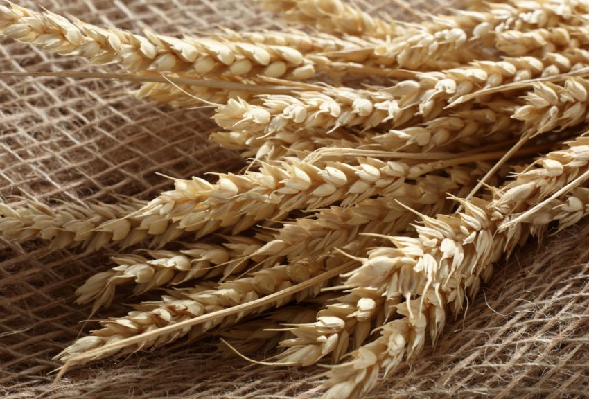 Поляки шукають в Україні постачальників органічного зерна Поляки шукають в Україні постачальників органічного зерна