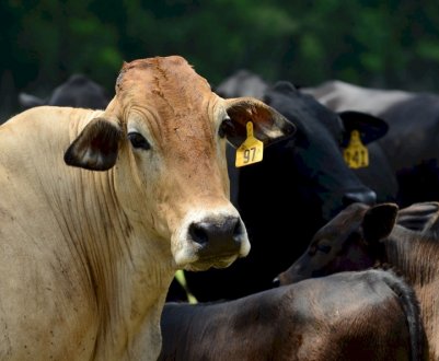 300 українських бичків вирушили в Ліван