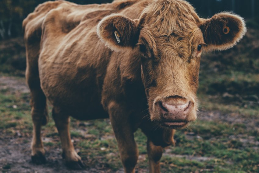 300 українських бичків вирушили в Ліван