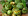 Зеленые грецкие орехи их свойства и противопоказания thumbnail