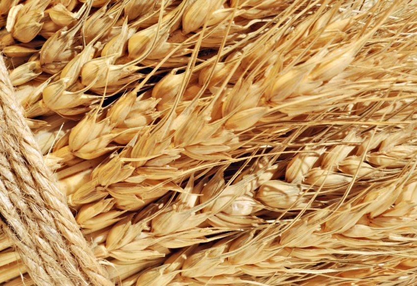 Псковские хлібороби за рік стали набагато продуктивніше